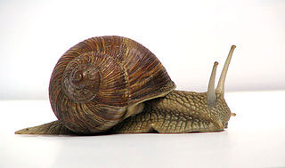 Website moving slow as a snail? Bulky images may be to blame! Slow Website? Web Performance 101