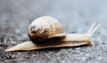 Click here to run a free website speed test Slow Website Speed